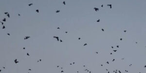 Dulal calls ‘crow conference’ on Kaag Tihar