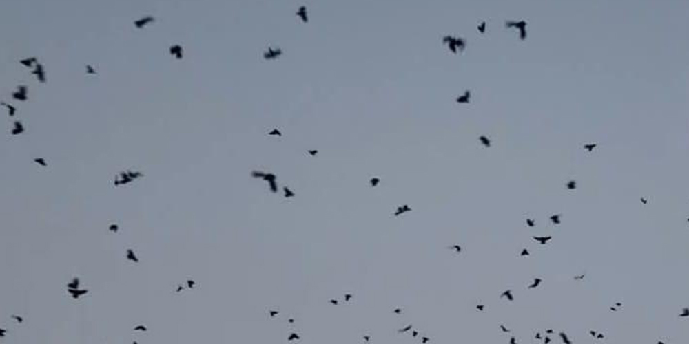 Dulal calls ‘crow conference’ on Kaag Tihar