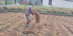 Unseasonal rain damages paddy planted in 10,000 hectares of land