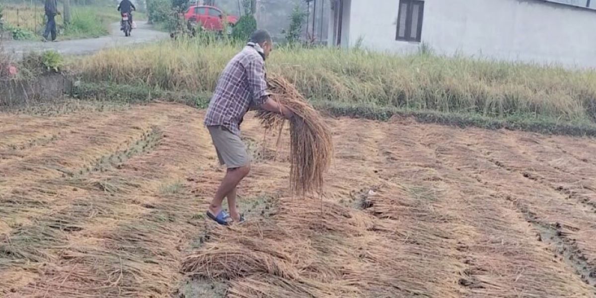 Unseasonal rain damages paddy planted in 10,000 hectares of land