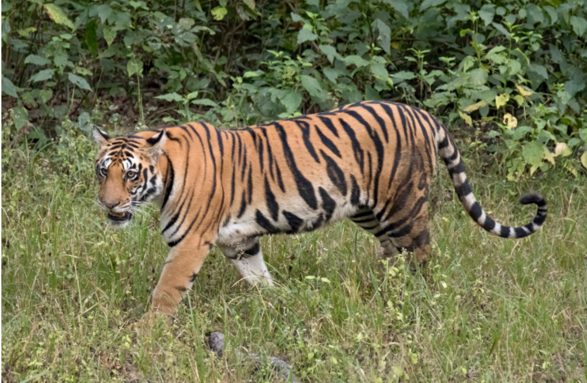 Nationwide tiger census kicks off in Nepal with 1,100 camera traps