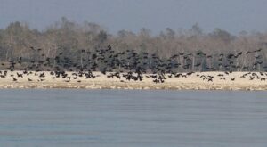 42 bird species recorded in Narayani river area