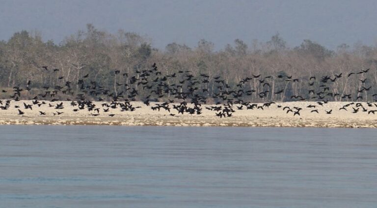42 bird species recorded in Narayani river area