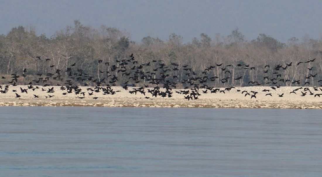 42 bird species recorded in Narayani river area