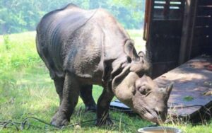 Rhino census postponed due to budget constraints to be conducted in Chaitra