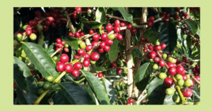 Farmers in Bhojpur turn to commercial coffee farming