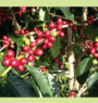 Farmers in Bhojpur turn to commercial coffee farming