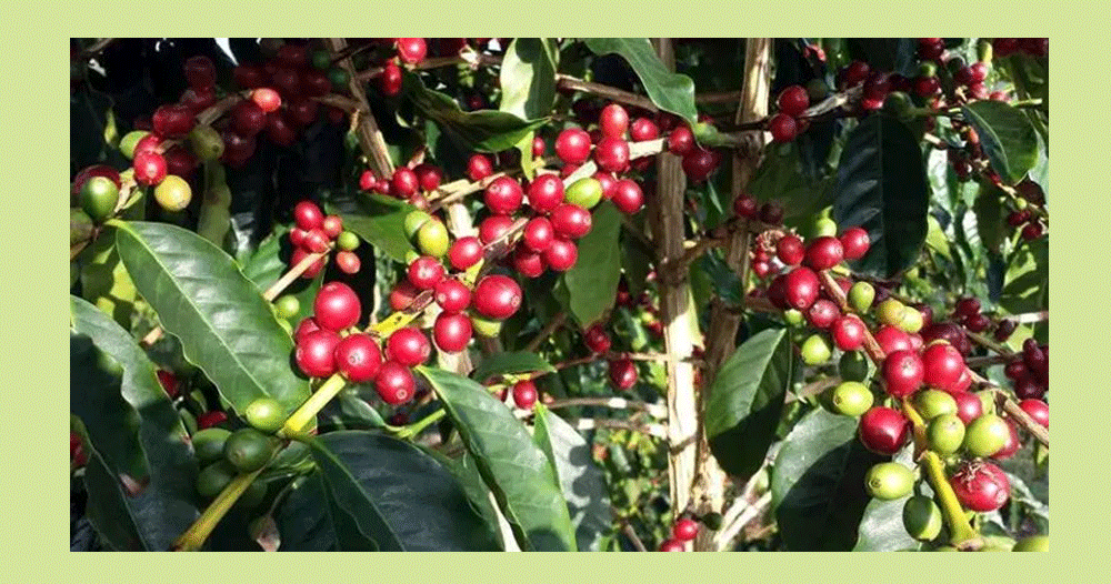 Farmers in Bhojpur turn to commercial coffee farming