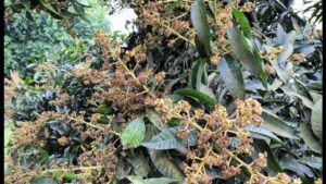 Rain Shortage Threatens Mango Yield in Tarai-Madhes Region