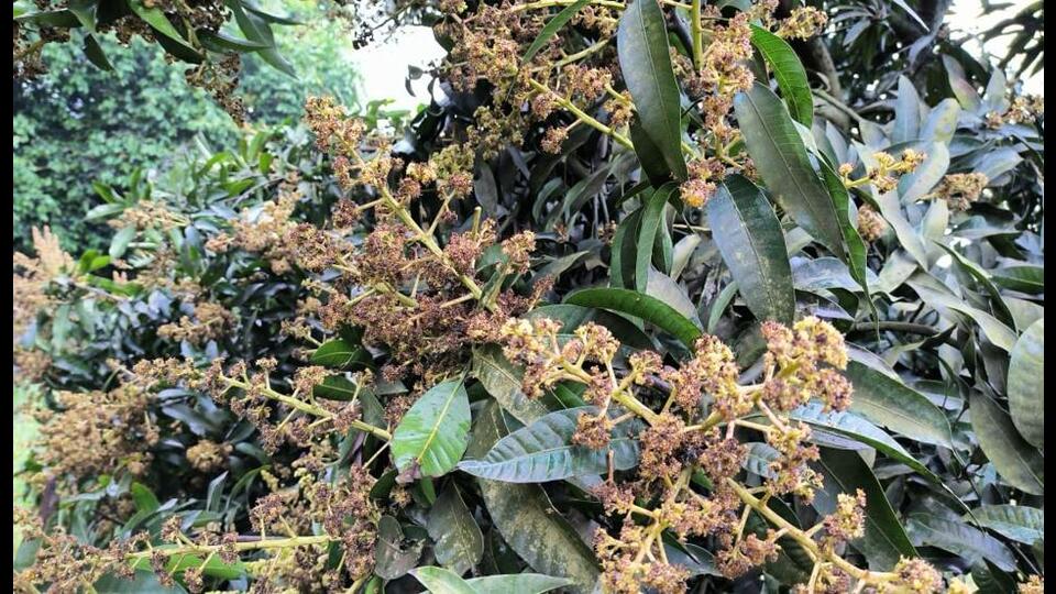 Rain Shortage Threatens Mango Yield in Tarai-Madhes Region