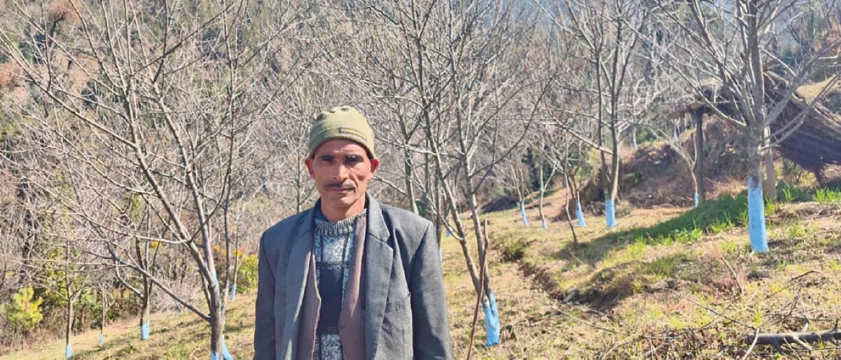 Farmers attracted to apple farming