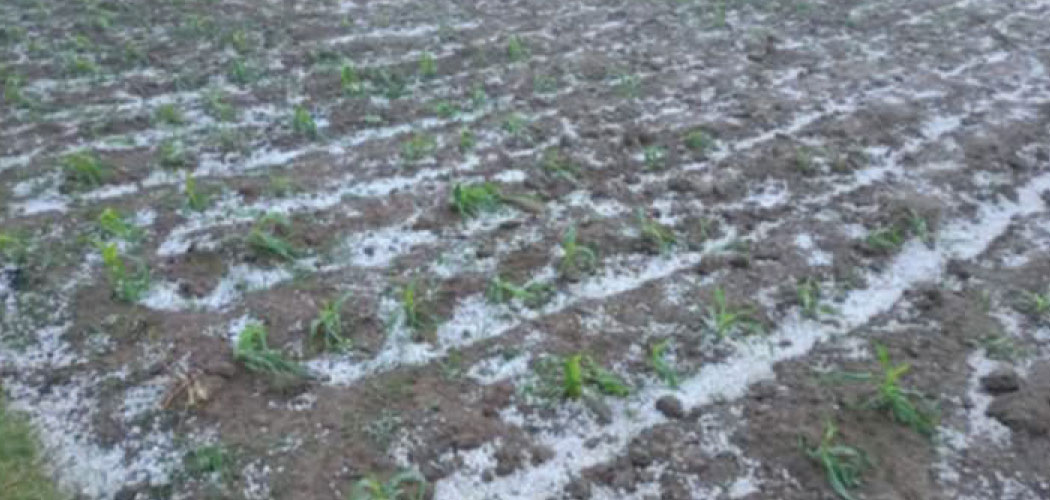 Storm damages winter crops in Pokhara