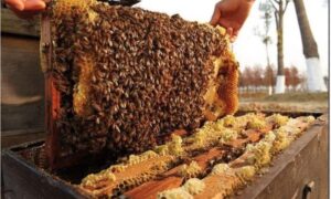 International bee conference for research, technology, and collaboration