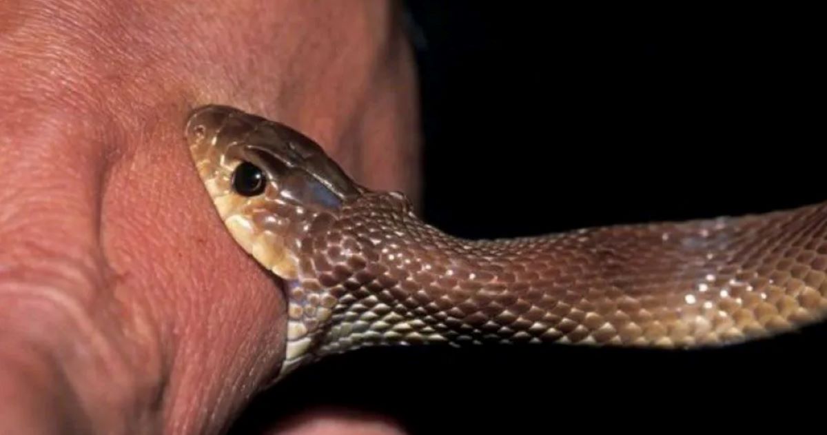 Treatment services expanded in high-risk snakebite areas of Sudurpashchim