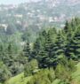 Afghans rediscover value of trees
