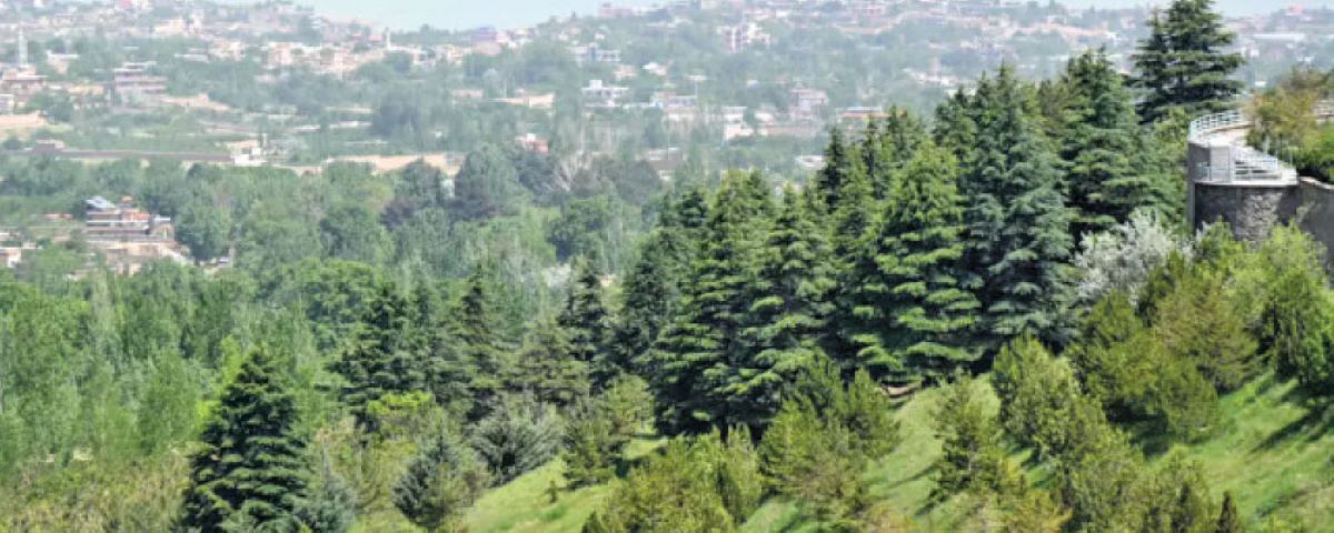 Afghans rediscover value of trees