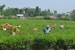Jhapa tea industries also shut down from today; 60,000 workers face crisis