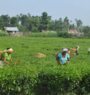 Jhapa tea industries also shut down from today; 60,000 workers face crisis