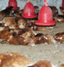 Bird flu detected in Bhaktapur, over 48,000 chickens culled