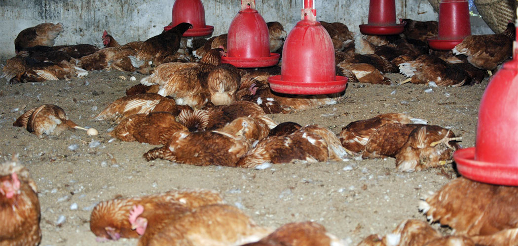 Bird flu detected in Bhaktapur, over 48,000 chickens culled