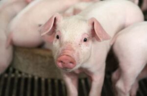 250 pigs die of African swine fever in Gorkha