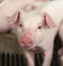 250 pigs die of African swine fever in Gorkha