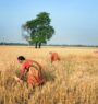 Wheat production falls in Madhesh Province