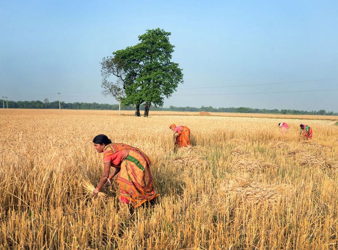 Wheat production falls in Madhesh Province