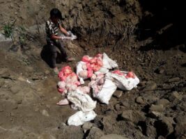 500 million released for compensation to poultry farmers affected by bird flu