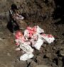 500 million released for compensation to poultry farmers affected by bird flu